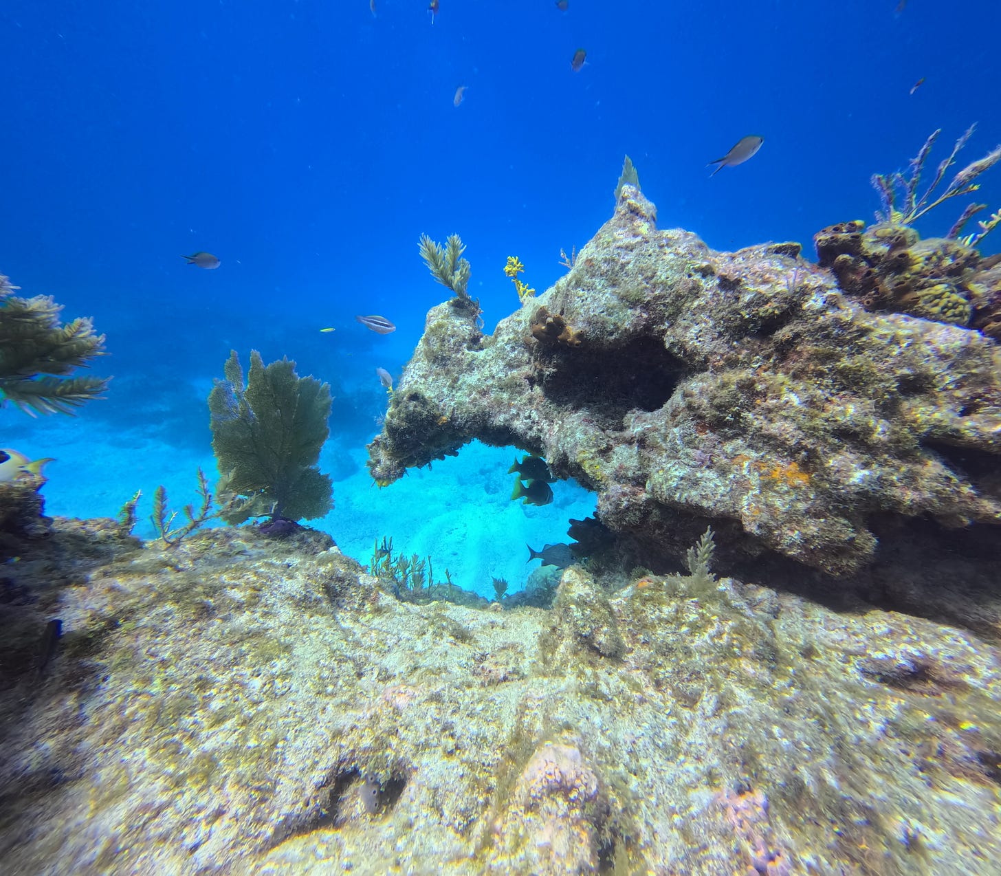 Coral and fish on Donut Hole dive site