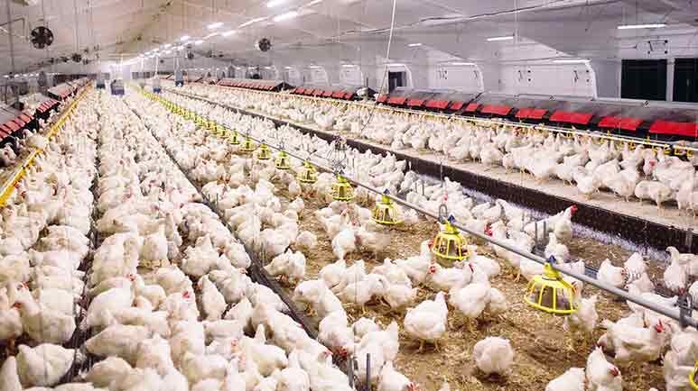 cafo animal waste