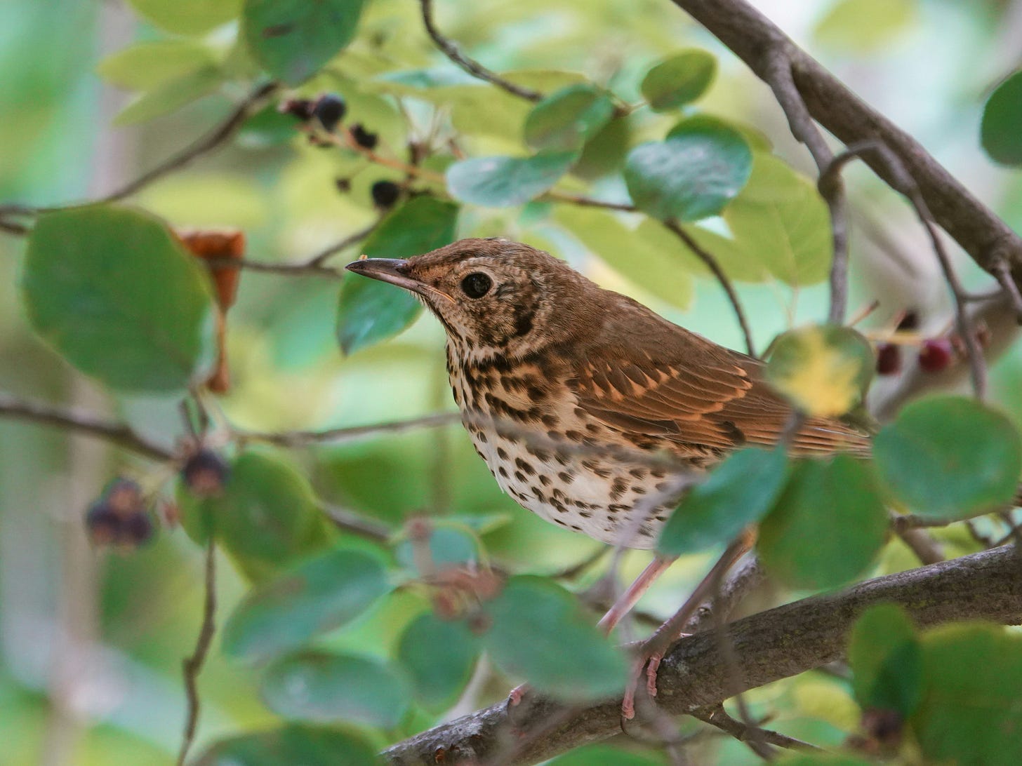 wood thrush (bird) in very green leafy tree