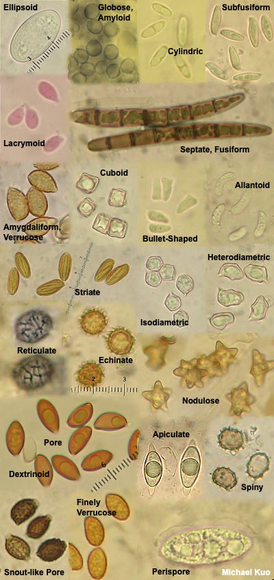 https://www.mushroomexpert.com/images/kuo6/microscope_04.jpg