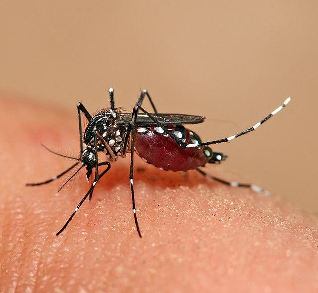 Aedes - Wikipedia Aedes - Wikipedia