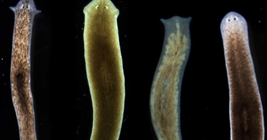 Planaria di Aquascape, Penyebab dan Cara Mengatasi - IKANTANI