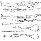 The Craniosacral System