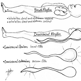 The Craniosacral System