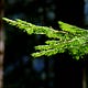 Unassailable Ecological