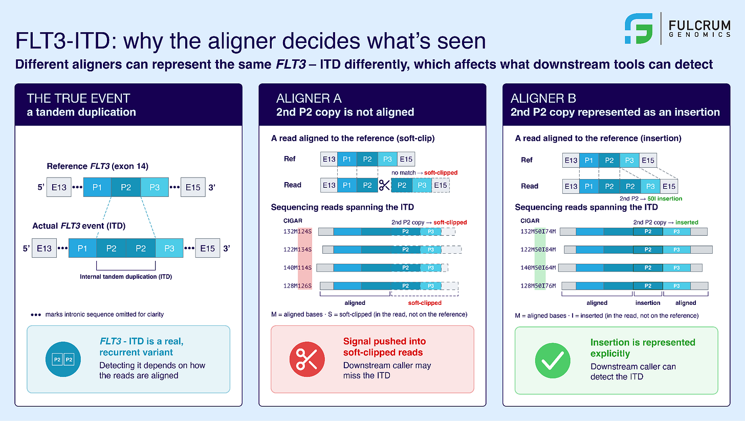 Three-panel diagram titled "FLT3-ITD: why the aligner decides what's seen." The first panel shows the true event — a segment of FLT3 exon 14 duplicated head-to-tail. The second shows Aligner A soft-clipping the duplicated copy, so a downstream caller may miss it. The third shows Aligner B representing the same copy as an explicit insertion, so the caller can detect it.