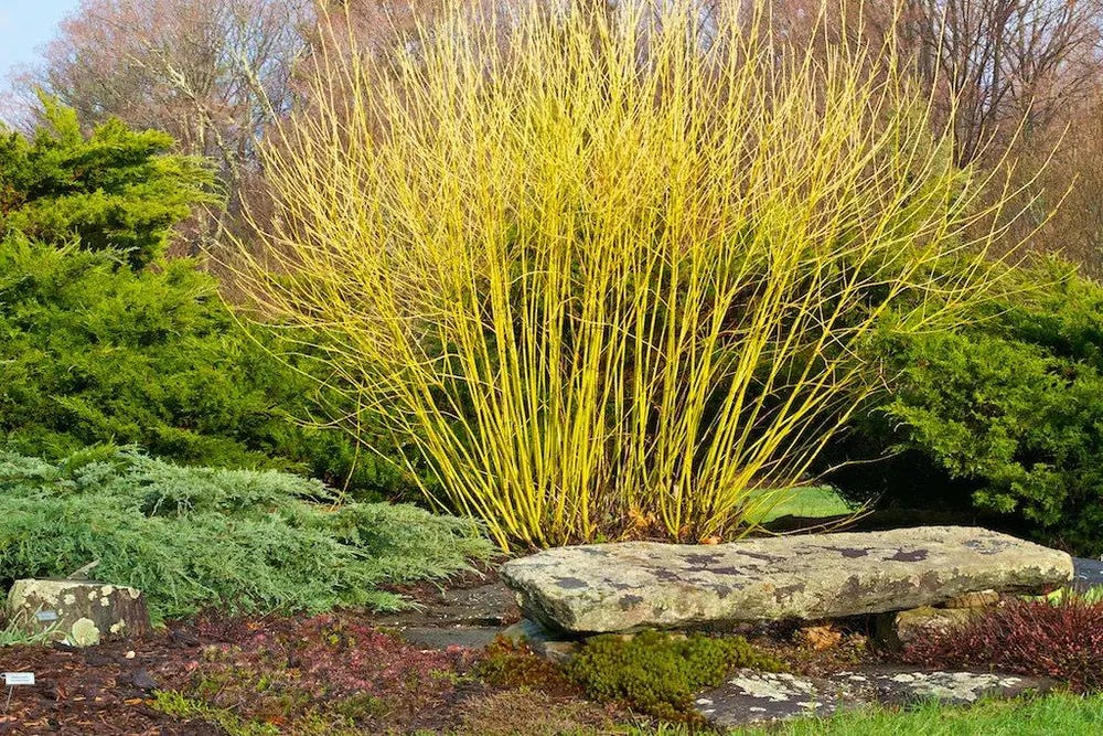 coppiced garden
