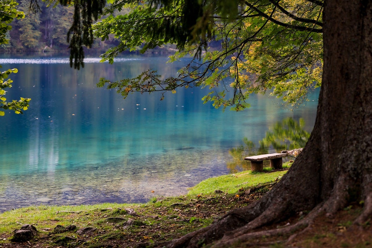 A blue-green lake surrounded by trees. In the foreground are a sandy, rocky, mossy shore, a large tree, and a park bench. A blue-green lake surrounded by trees. In the foreground are a sandy, rocky, mossy shore, a large tree, and a park bench.