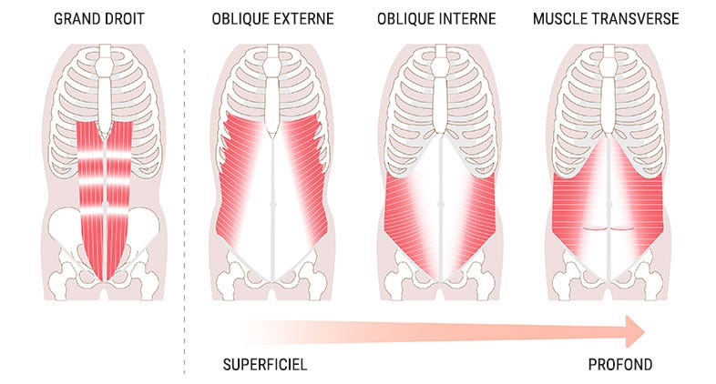 Anatomie des abdominaux : Tout sur les muscles de la sangle abdominale -  DRAVEL