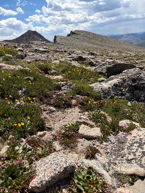 wildflowers along a rocky mountain trail; a woman standing in front of a view of mount blue sky; a mountain goat