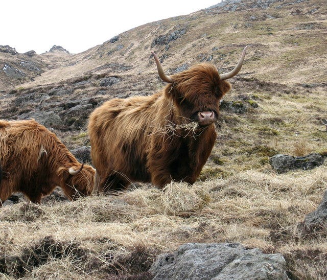 File:Highland Cow and Ard Mheall, Rum - geograph.org.uk - 151552.jpg