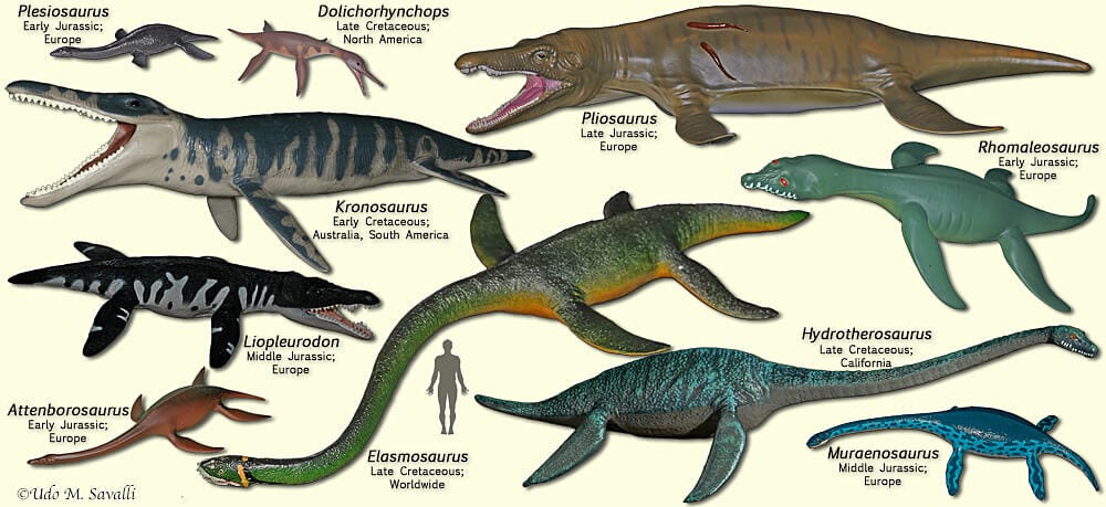 Plesiosaurus Facts: The Intriguing Mystery Of It | Only Dinosaurs