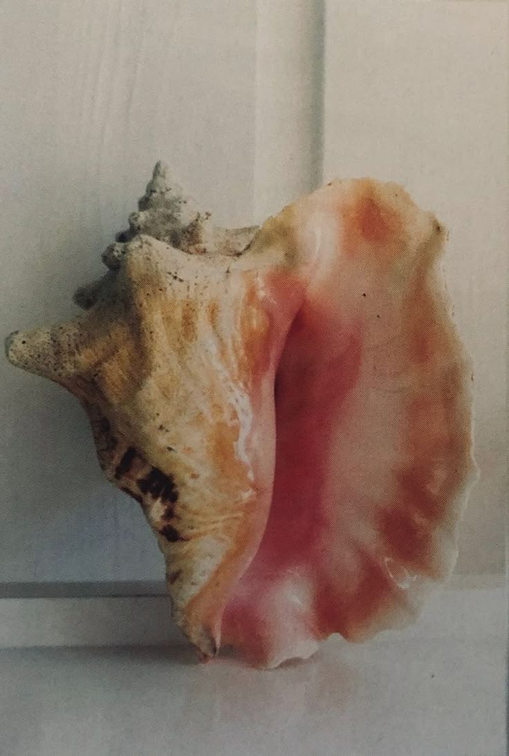 This may contain: an open shell sitting on top of a white counter next to a wall and door
