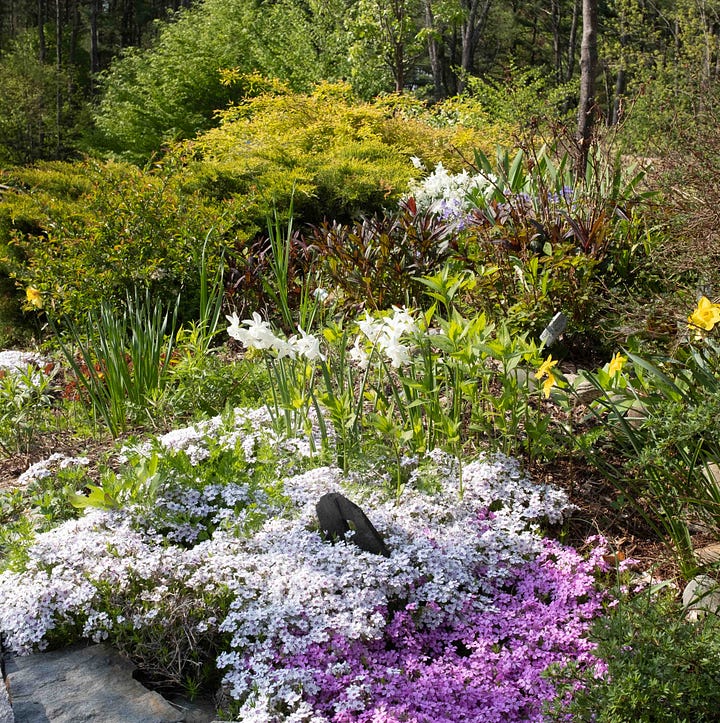 Diptych: Two garden photographs filled with creeping purple, pink and white flowers on a hillside.
