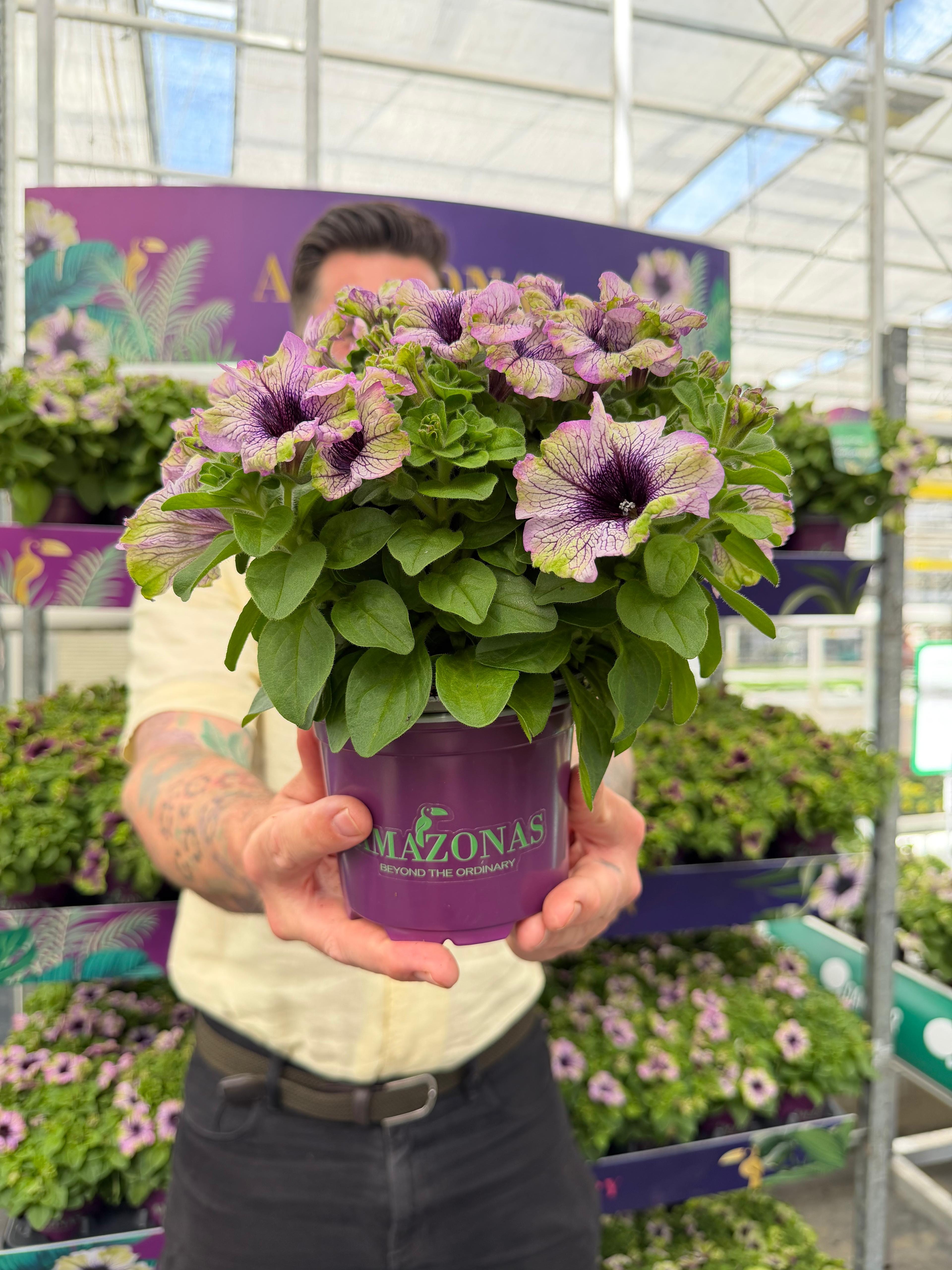 HC-8 Heartfelt Classic Petunia セット　未使用 The ONLY petunia allowed at Chelsea - by Mr Plant Geek