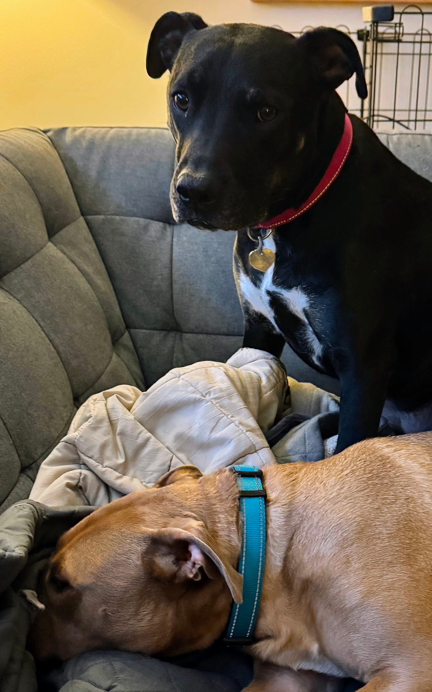 “Little brothers, amirite?”