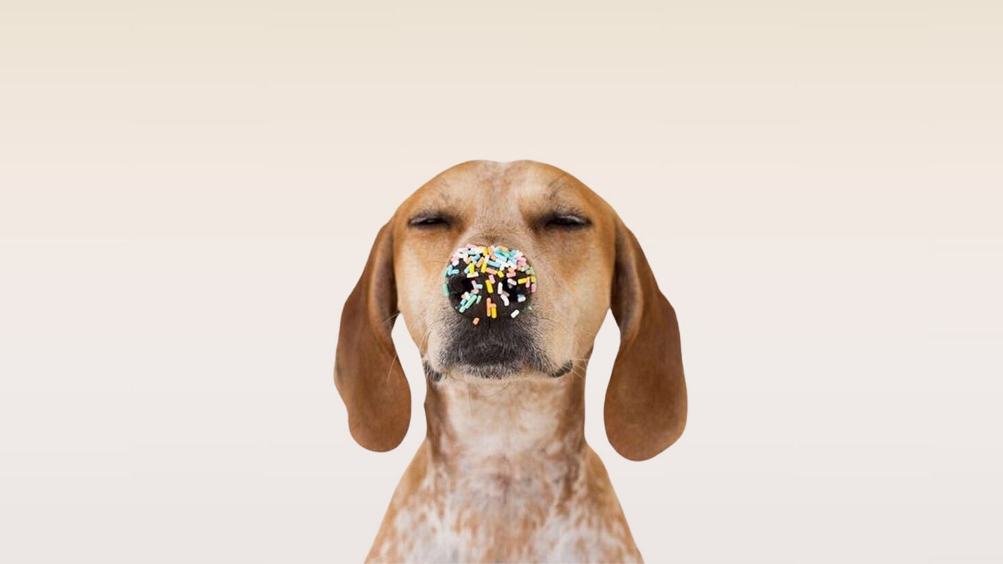 Maddie Dog – This wild idea by. Theron Humphrey