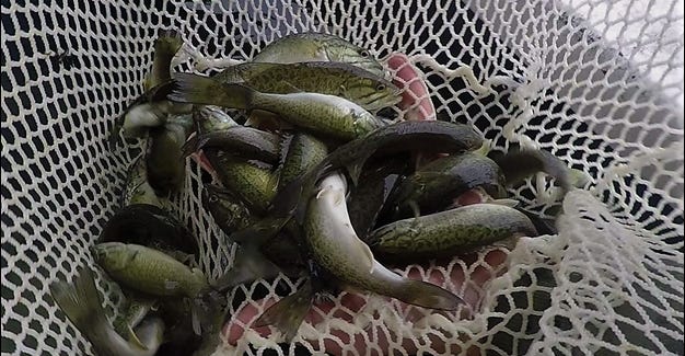Upper Potomac River Smallmouth Bass Stocking Program