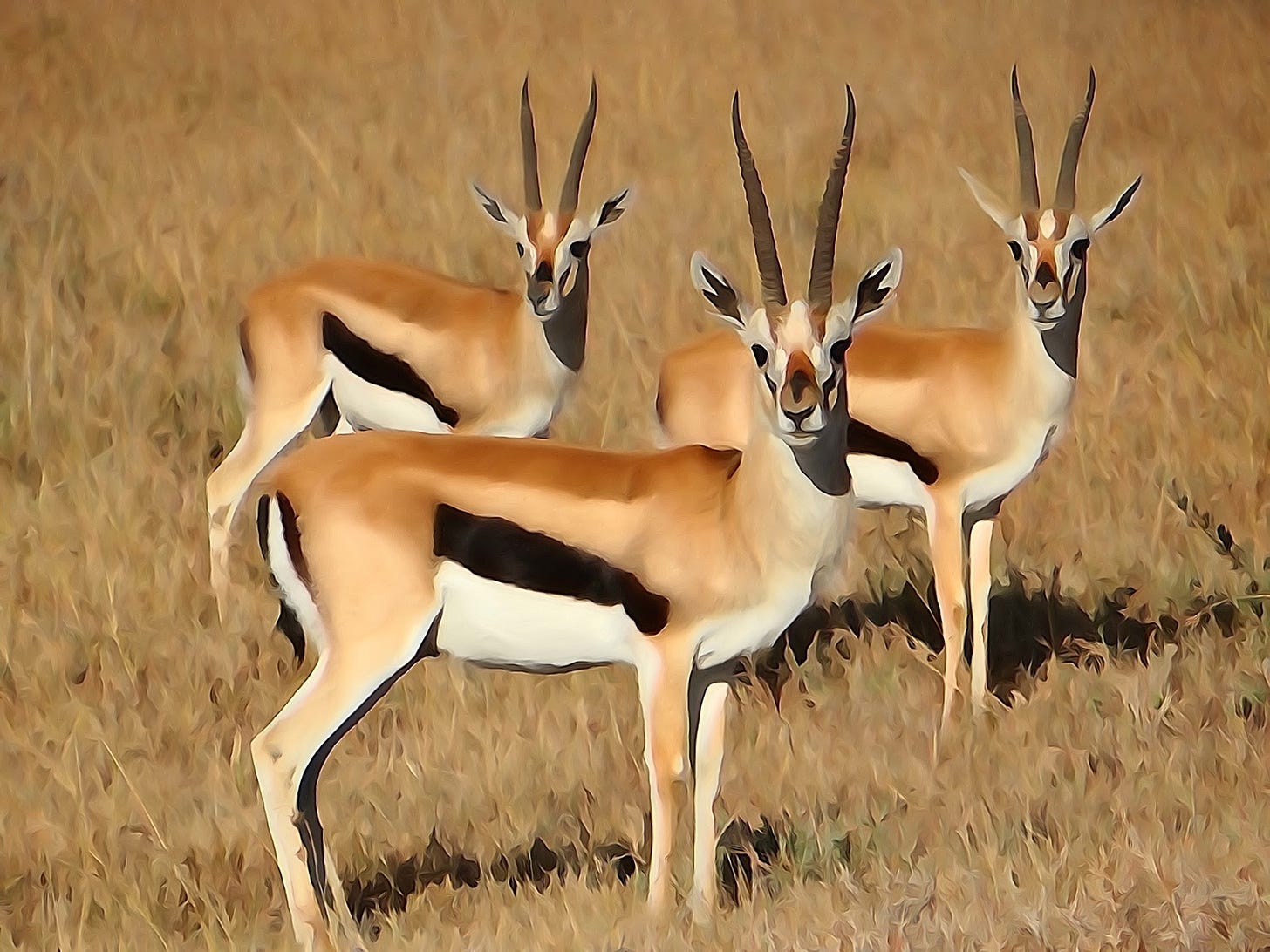 Thomson's gazelles