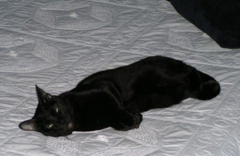 Gizmo_Bed_Old Gizmo_Bed_Old