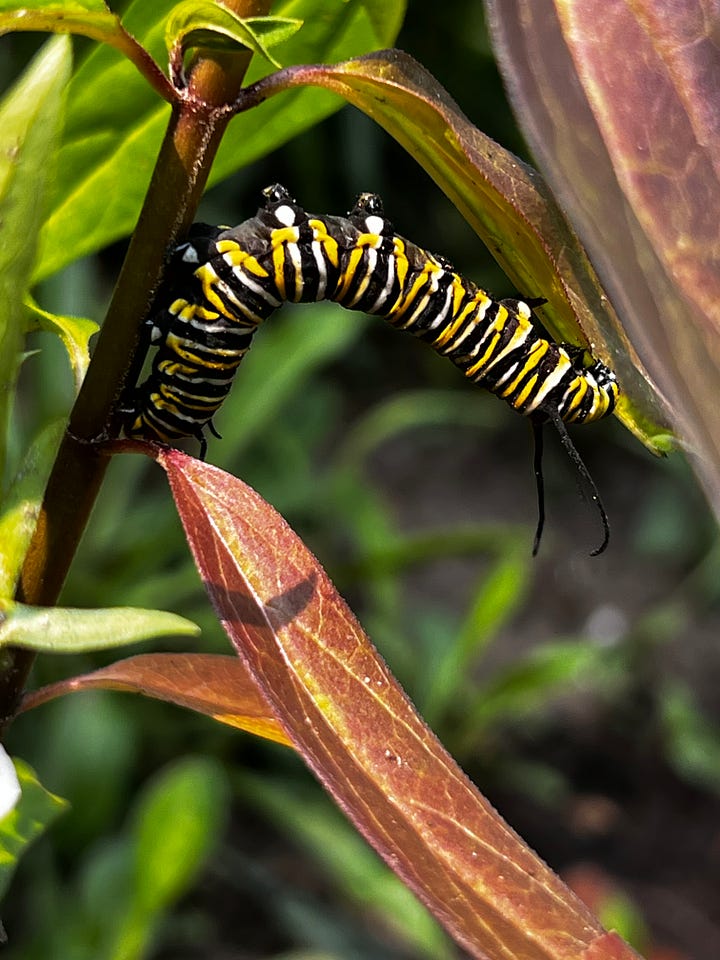 An image showing between the forest and garden, with purple flowering ground cover plants, a close up of a monarch caterpillar eating a leaf.