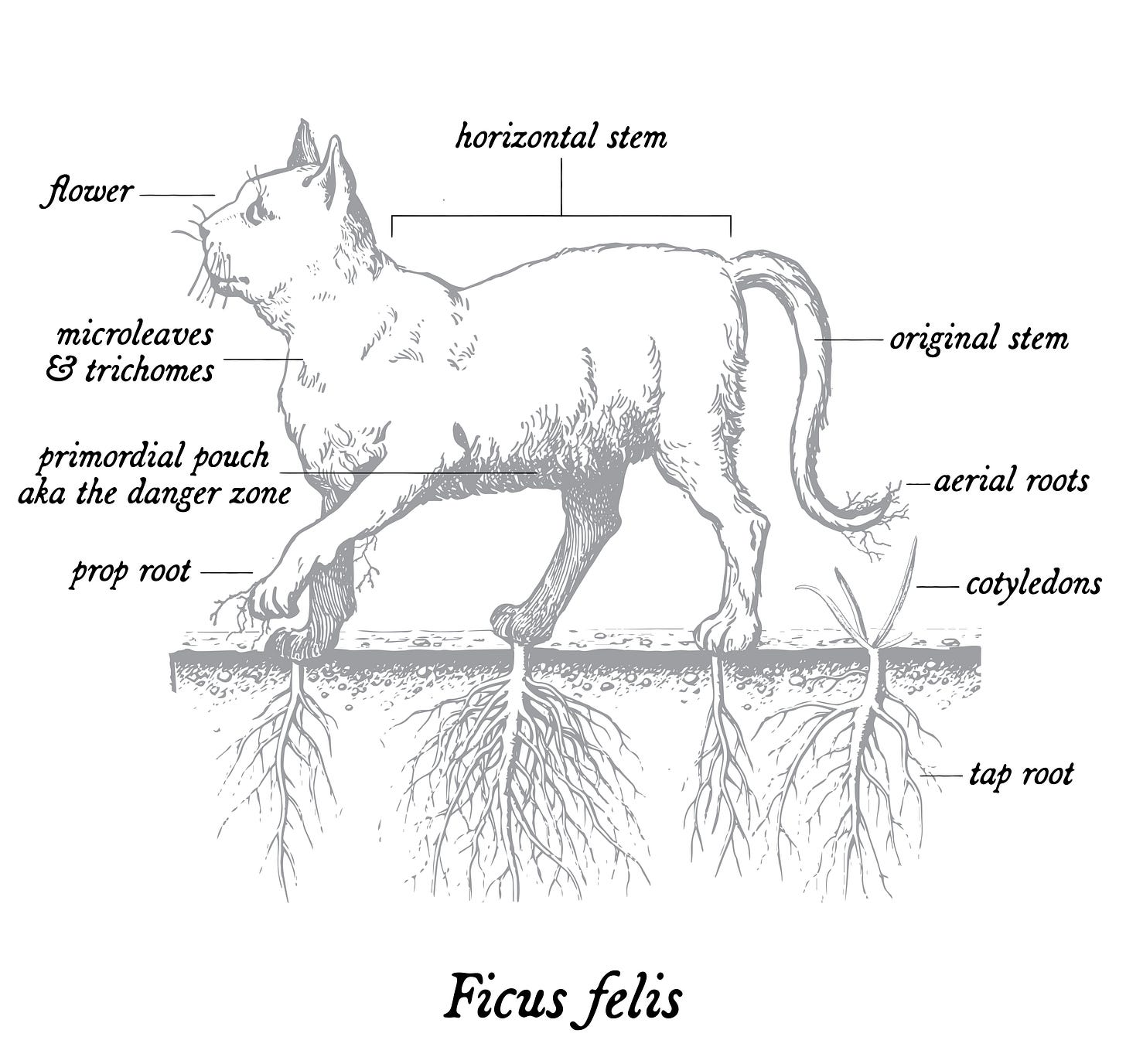 Silly made-up charts detailing the anatomy of this made up cat/plant Silly made-up charts detailing the anatomy of this made up cat/plant
