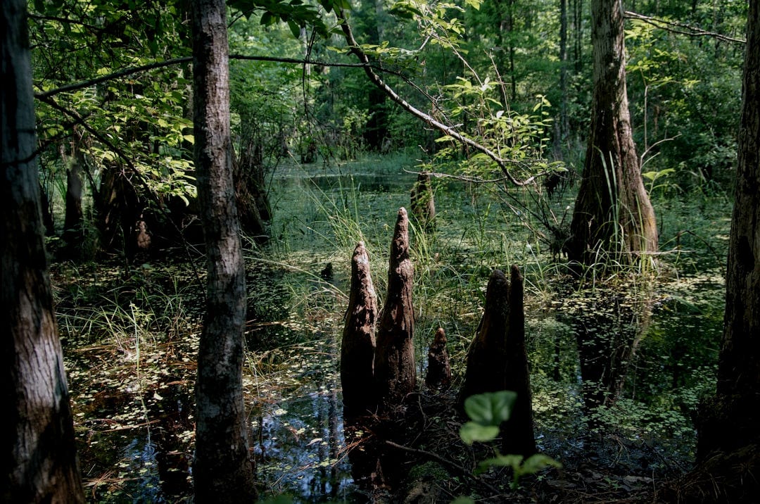 a swamp filled with lots of trees and water a swamp filled with lots of trees and water