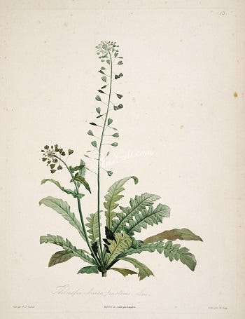 From the Spring Foraging Cookbook: Thlapsi and Toothwort