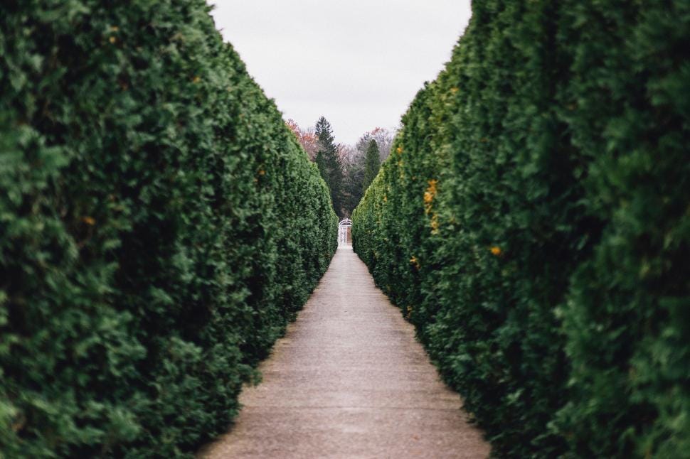 Free Stock Photo of Person at End of Green Lush Hedge Path | Download Free Images and Free Illustrations Free Stock Photo of Person at End of Green Lush Hedge Path | Download Free Images and Free Illustrations