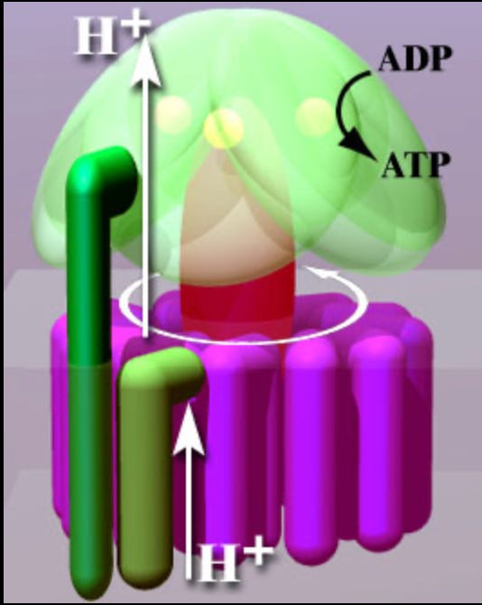 The fascinating link between deuterium, cancer, gut microbes, and ...