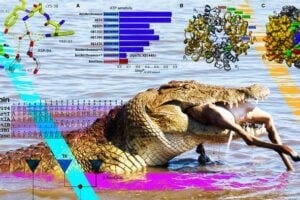 A Nile crocodile swallows an impala, its reward for lying in wait beneath the water’s surface. By resurrecting the hemoglobin of ancient crocodilian ancestors, a Husker-led team has helped explain why other vertebrates failed to evolve the adaptations that allow crocs to go hours without air.