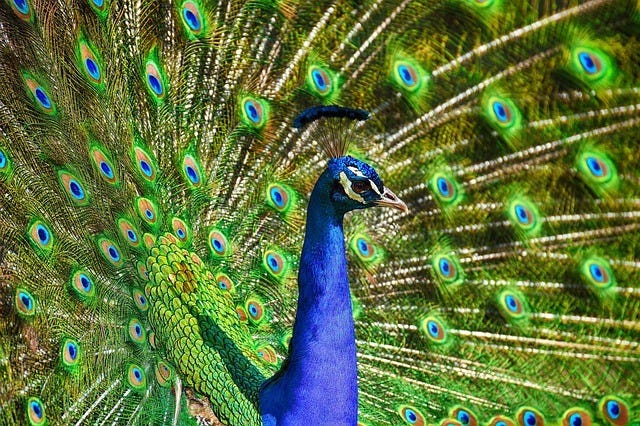 Photo close up of peacock presenting tail feathers  by Alexa from Pixabay