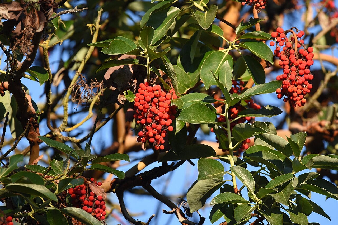 Red berry clusters on an Arbutus tree, also called a Pacific Madrone tree. Red berry clusters on an Arbutus tree, also called a Pacific Madrone tree.
