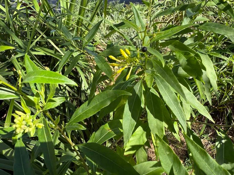 photo of plant with yellow flowers