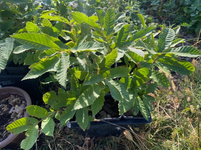 chestnut seedlings