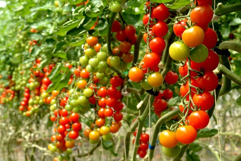 Pachino PGI Tomatoes | Visit Sicily Official Page Pachino PGI Tomatoes | Visit Sicily Official Page