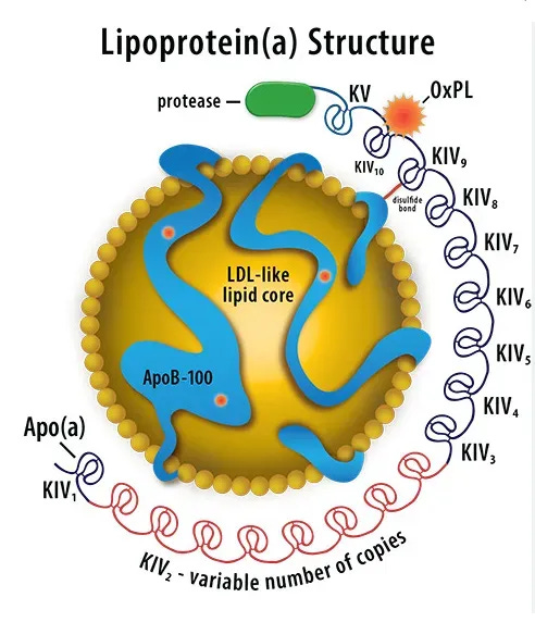 Understanding Lipoprotein (a): The Silent Cardiovascular Risk Factor |  Cardiology located in Zephyrhills, Lakeland, Plant City and Riverview, FL |  Florida Heart, Vein and Vascular Institute