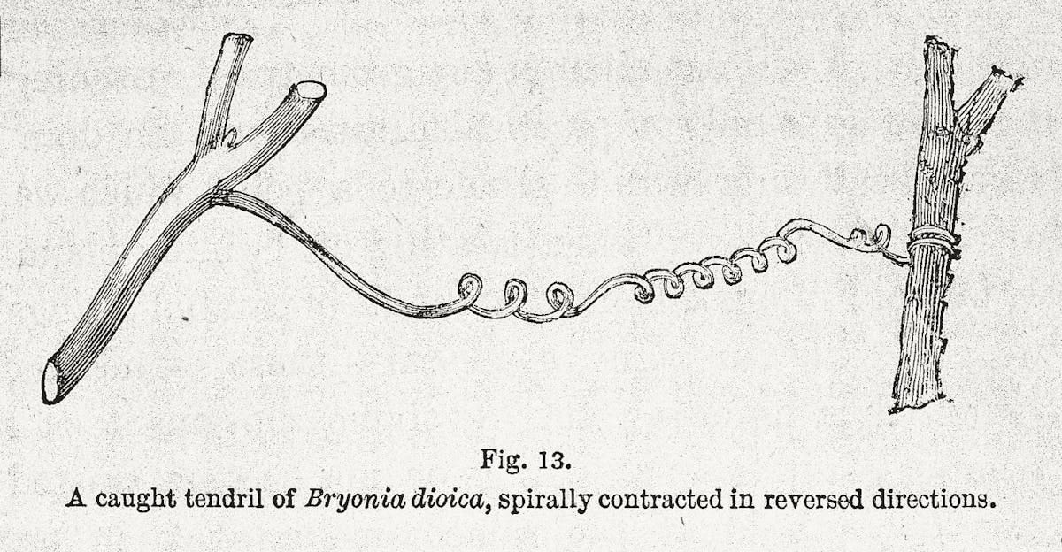  Illustration from Darwin’s “On the Movements and Habits of Climbing Plants”