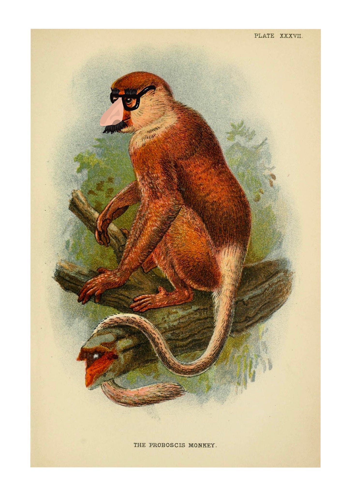 A 19th century illustration of a probiscis monkey perched on a branch. I added a fake nose/mustache/glasses disguise  to its face.