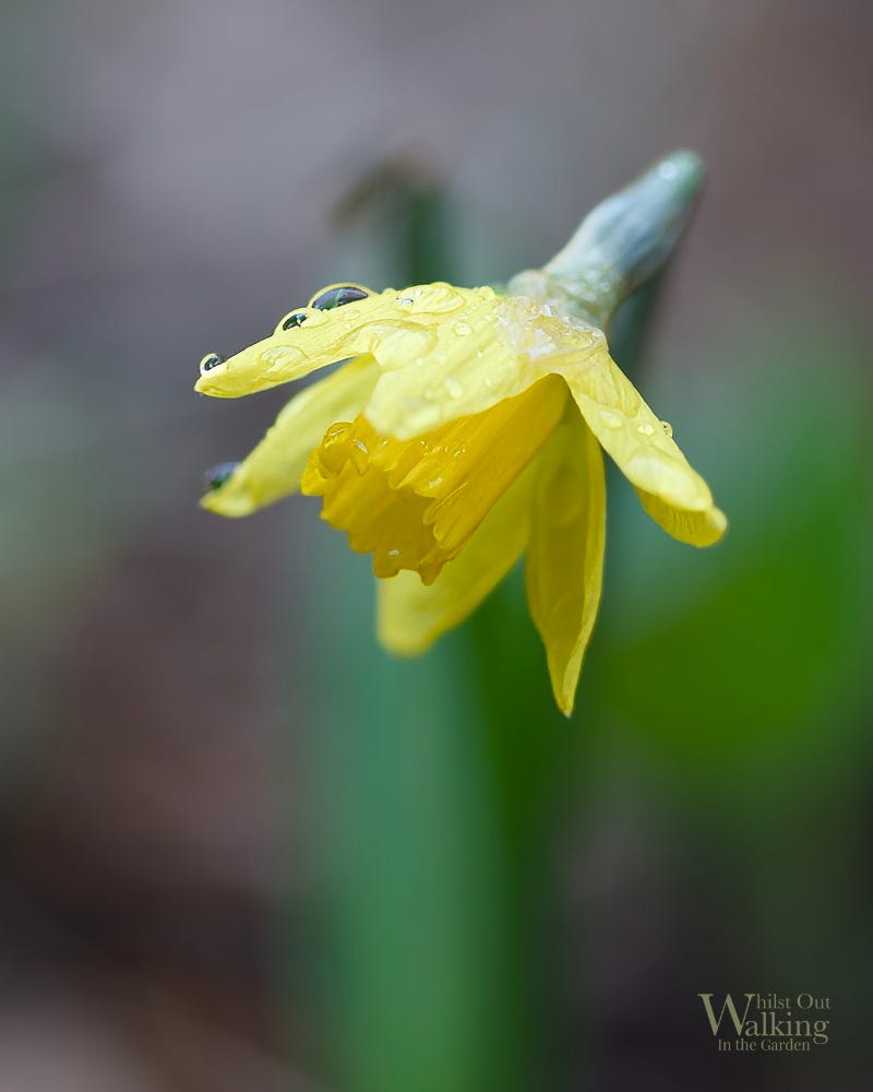 Daffodill after the rain