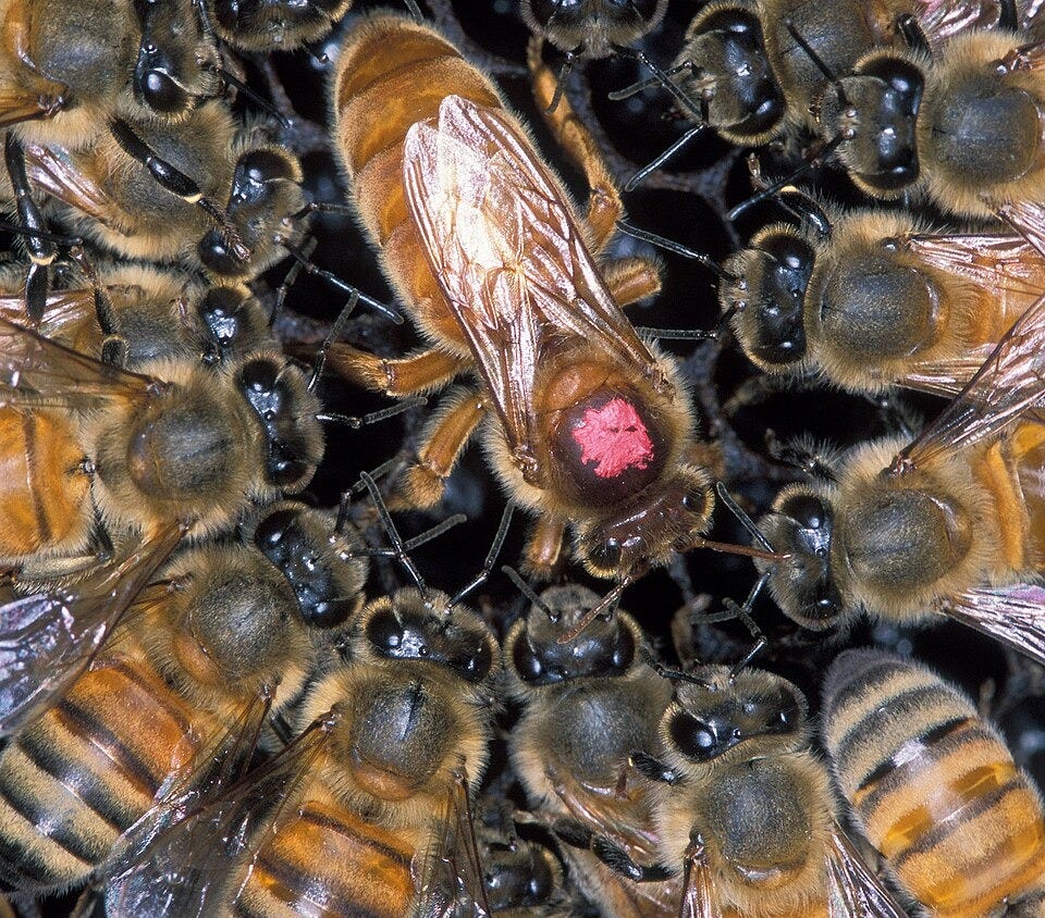 Queen bee - Wikipedia