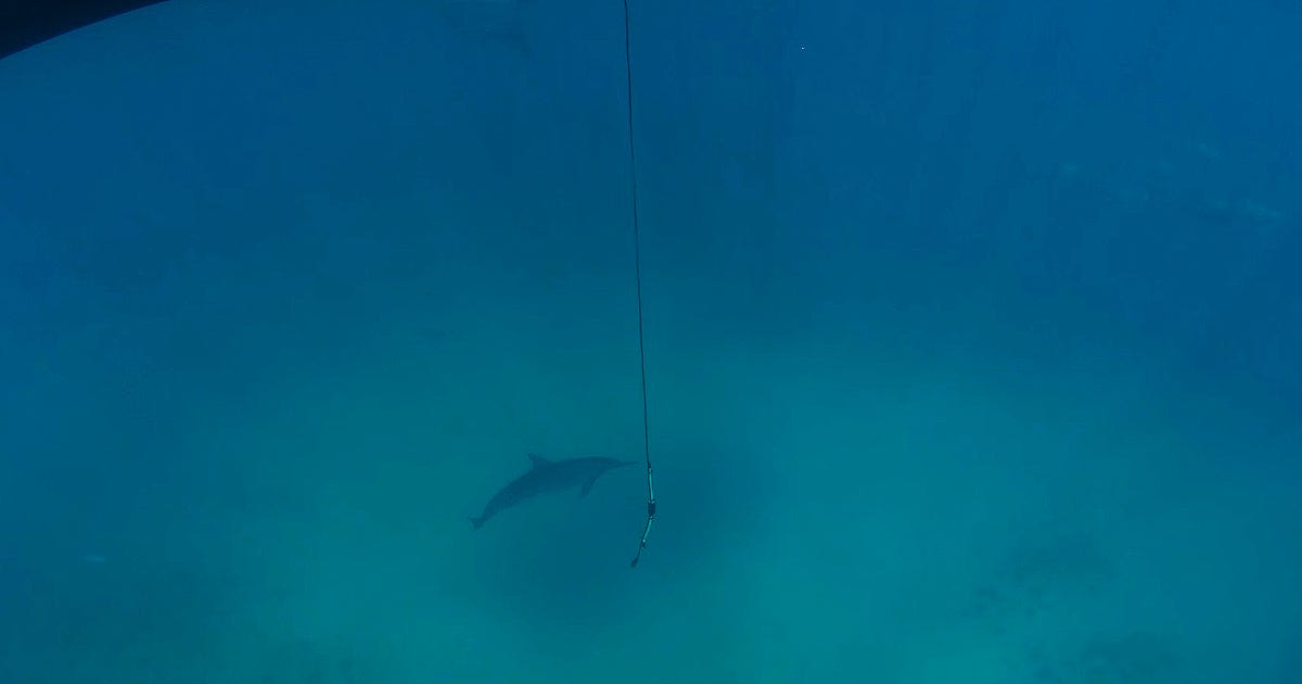 Fotografia subaquática mostra um golfinho-rotador nadando próximo a um hidrofone utilizado para monitoramento acústico. Na parte superior à esquerda da imagem aparece uma sombra escura do casco de uma embarcação. Dela desce um cabo vertical, ao qual está preso um pequeno equipamento cilíndrico, suspenso na água Fotografia subaquática mostra um golfinho-rotador nadando próximo a um hidrofone utilizado para monitoramento acústico. Na parte superior à esquerda da imagem aparece uma sombra escura do casco de uma embarcação. Dela desce um cabo vertical, ao qual está preso um pequeno equipamento cilíndrico, suspenso na água