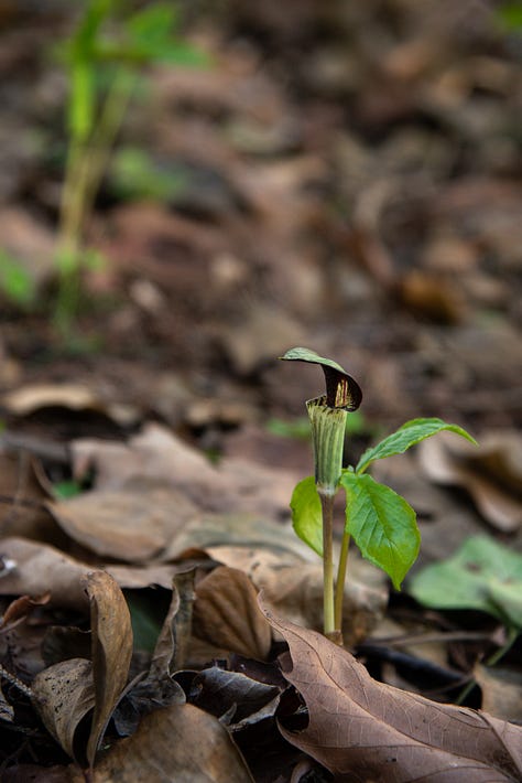 Native Spring Ephemeral Pennsylvania