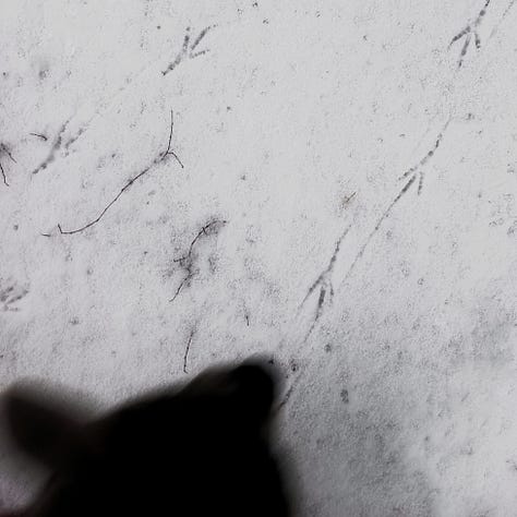 Eläinten jälkiä lumessa