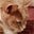 FurryCaterwauling's avatar