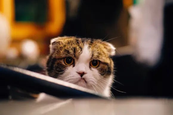 A picture of a cat shocked at saying yes, when they should have said no