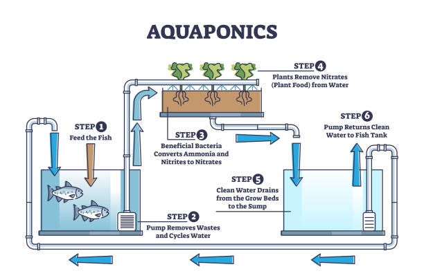 Aquaponics Food Production With Hydroponics Plants And Fishes Outline  Diagram向量圖形及更多Aquaponics圖片- iStock