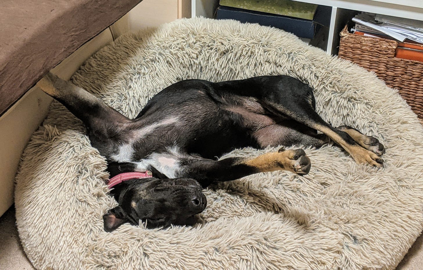 Dogs make yoga look so easy. (Photo: drvolts)