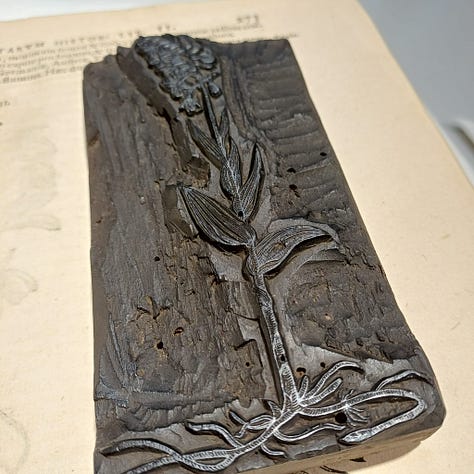 Images et blocs d'imprimeries du livre 'Rariorum Plantarum Historia'  de Carolus Clusius, imprimé par Plantin en 1601