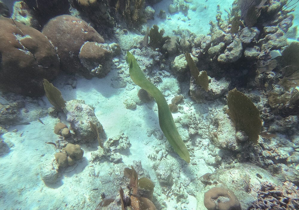 Green Morey Eel Green Morey Eel